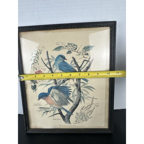 VTG 1950's Arthur Singer Framed Bird Lithograph Print signed Original Frame - Picture 8 of 10